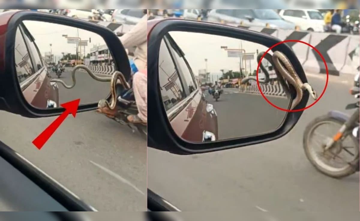 चलती कार के साइड मिरर से अचानक निकल आया सांप, देख लोगों की निकल गईं चीखें