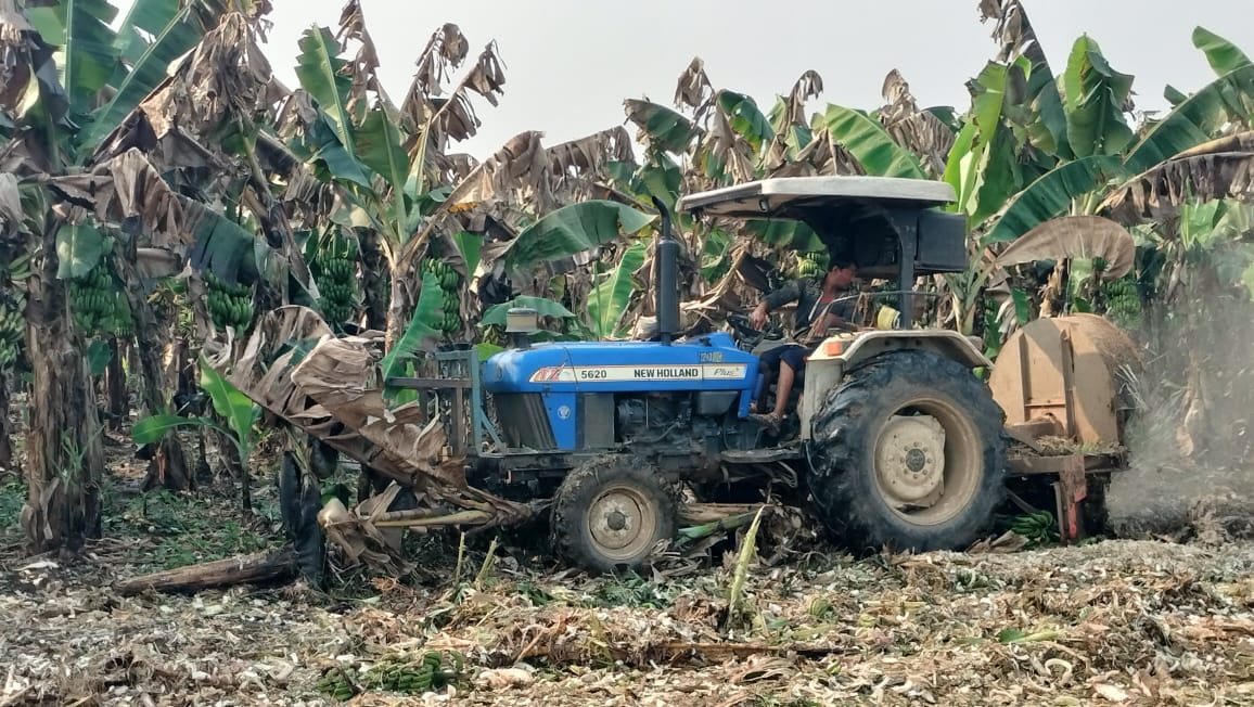 Market Collapse Forces Madhya Pradesh Banana Farmers to Destroy Harvests Amid Economic Crisis