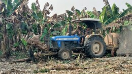 "No One Came To Buy": Madhya Pradesh Banana Farmers Forced To Destroy Crop