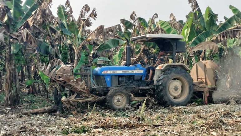 "No One Came To Buy": Madhya Pradesh Banana Farmers Forced To Destroy Crop
