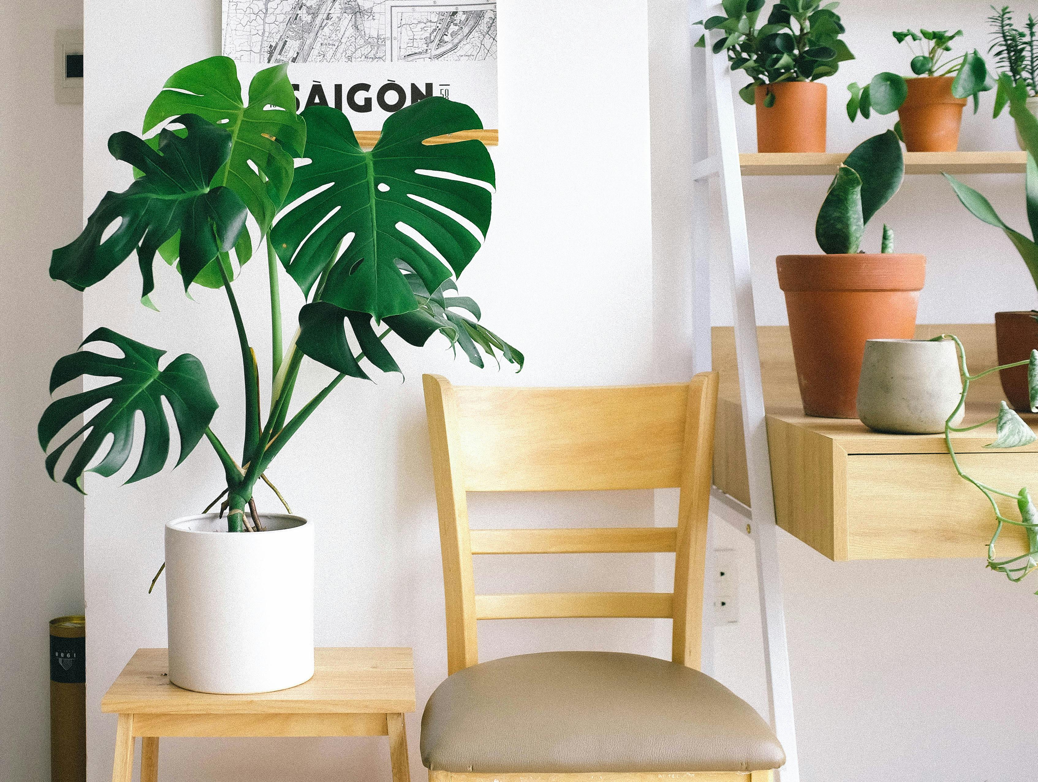 5 Air Purifying Indoor Plants That Can Survive In Indian Homes 