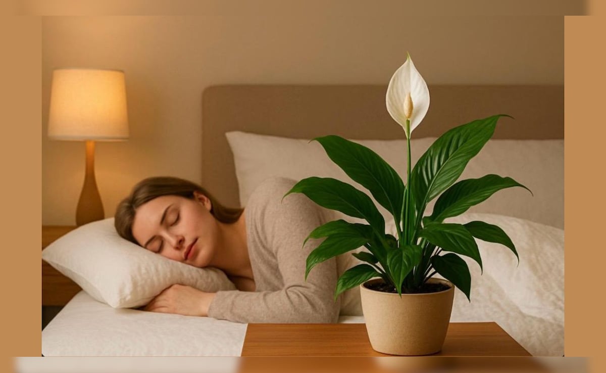 बेडरूम में कौन सा पौधा रखना चाहिए? जानें कौन सा पौधा आपको रात में सोने में मदद करता है