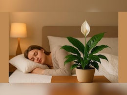 बेडरूम में कौन सा पौधा रखना चाहिए? जानें कौन सा पौधा आपको रात में सोने में मदद करता है
