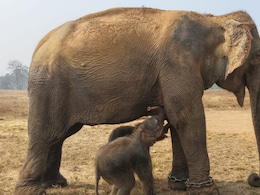 अद्भुत घटना: 57 साल की हथिनी अनारकली ने पन्ना टाइगर रिजर्व में जन्म दिए जुड़वां बच्‍चे, कैसे हुआ यह चमत्कार?
