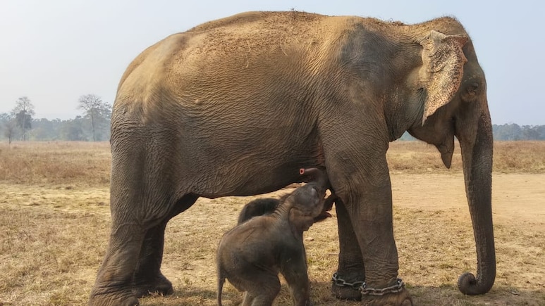 अद्भुत घटना: 57 साल की हथिनी अनारकली ने पन्ना टाइगर रिजर्व में जन्म दिए जुड़वां बच्‍चे, कैसे हुआ यह चमत्कार?