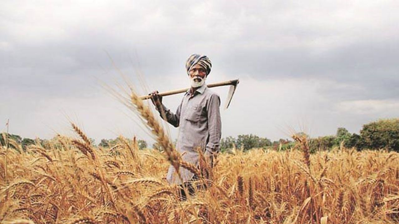 रबी बुआई में बंपर उछाल, 19.46 लाख हेक्टेयर का हुआ इजाफा, दलहन और तिलहन के साथ गेहूं ने मारी बाजी