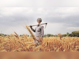 रबी बुआई में बंपर उछाल, 19.46 लाख हेक्टेयर का हुआ इजाफा, दलहन और तिलहन के साथ गेहूं ने मारी बाजी