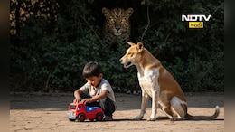 Pune News: बिबट्या चिमुकल्यावर हल्ल्याच्या तयारीत, कुत्रा बचावाला धावला, पुढे जे घडलं ते...