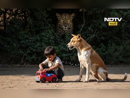 Pune News: बिबट्या चिमुकल्यावर हल्ल्याच्या तयारीत, कुत्रा बचावाला धावला, पुढे जे घडलं ते...