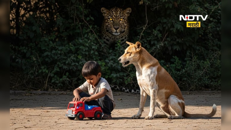 Pune News: बिबट्या चिमुकल्यावर हल्ल्याच्या तयारीत, कुत्रा बचावाला धावला, पुढे जे घडलं ते...
