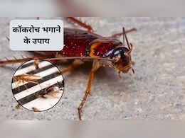 घर में एक भी कॉकरोच नहीं बचेगा, इन 3 घरेलू नुस्खों को अपनाएं, कोने-कोने में छिपे बाहर निकलकर हो जाएंगे साफ