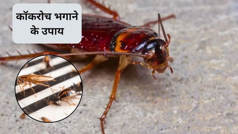 घर में एक भी कॉकरोच नहीं बचेगा, इन 3 घरेलू नुस्खों को अपनाएं, कोने-कोने में छिपे बाहर निकलकर हो जाएंगे साफ