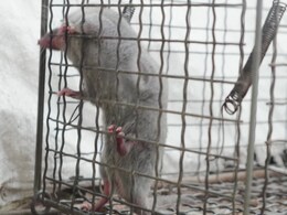 Pune News: पुण्यात 'रॅट-टेरर'! बिबट्या विसरा, आता उंदीर-घुशींनी पुणेकर बेजार; वाचा, काय आहे 'ऑपरेशन पिंजरा'?