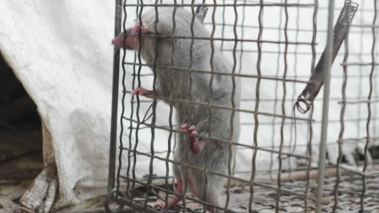 Pune News: पुण्यात 'रॅट-टेरर'! बिबट्या विसरा, आता उंदीर-घुशींनी पुणेकर बेजार; वाचा, काय आहे 'ऑपरेशन पिंजरा'?