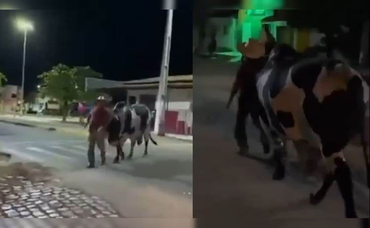 Viral Video: जब लड़खड़ाए मालिक के पैर तब बैल ने थाम ली कमान, वीडियो देख दंग रह गए लोग