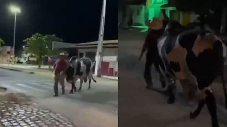 Viral Video: जब लड़खड़ाए मालिक के पैर तब बैल ने थाम ली कमान, वीडियो देख दंग रह गए लोग