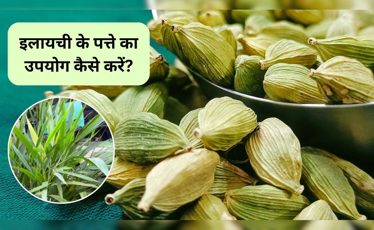 Cardamom Benefits: इलायची के पत्ते सुंदरता में लगाएंगे चार चांद, पाचन शक्ति भी हो जाएगी बूस्ट, जानिए कैसे करें सेवन