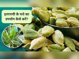 Cardamom Benefits: इलायची के पत्ते सुंदरता में लगाएंगे चार चांद, पाचन शक्ति भी हो जाएगी बूस्ट, जानिए कैसे करें सेवन