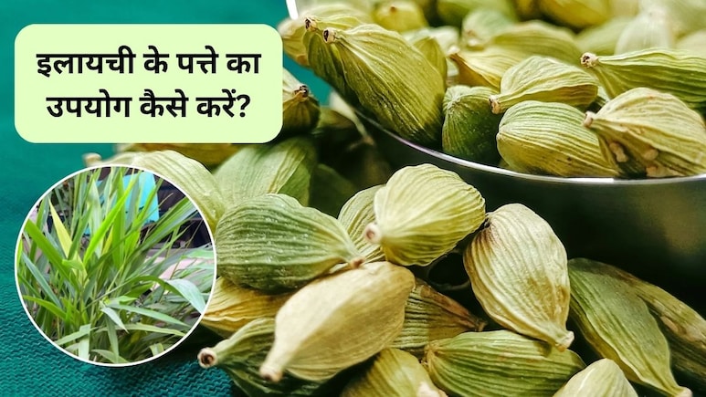 Cardamom Benefits: इलायची के पत्ते सुंदरता में लगाएंगे चार चांद, पाचन शक्ति भी हो जाएगी बूस्ट, जानिए कैसे करें सेवन