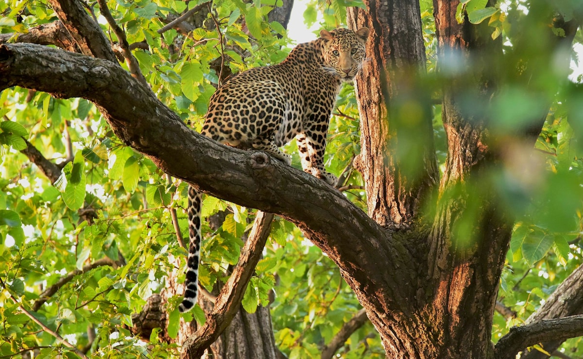 Latest and Breaking News on NDTV