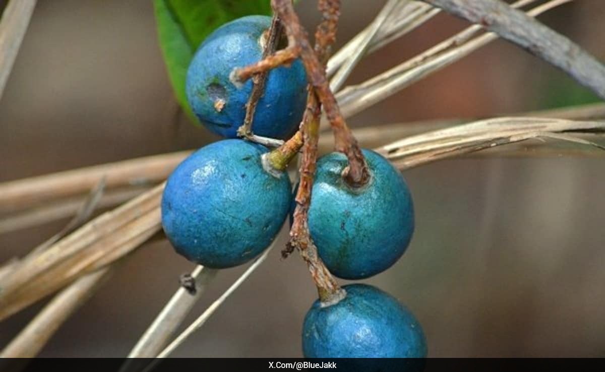 Scientists Reveal The Only Fruit On Earth That Looks Blue Without Any Pigment