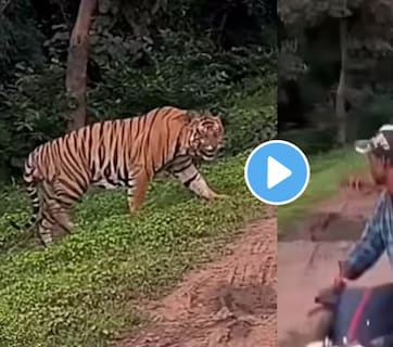 Bengal Tiger Video : सर्वात खतरनाक वाघ रस्ता ओलांडत होता, दुचाकीस्वार थांबला अन् दोघांची नजर भिडली अन् पुढे..