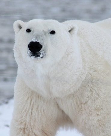 What's The Biggest Bear In The World