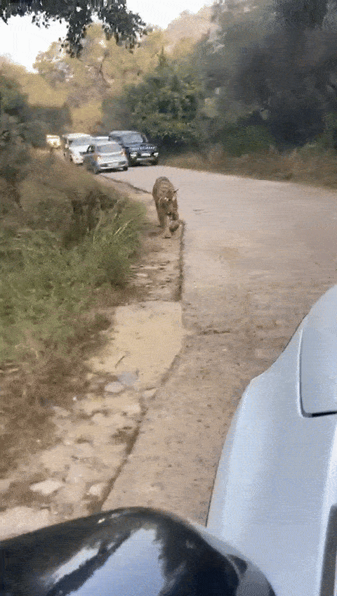 बाघ के आने के बाद रास्ते पर सारी गाड़ियां रुक गईं 