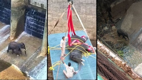 60 फीट गहरी नहर में गिरा हाथी,'गजराज' का दिल दहला देने वाला रेस्क्यू वायरल,देख लोग बोले-फिल्मी सीन से कम नहीं