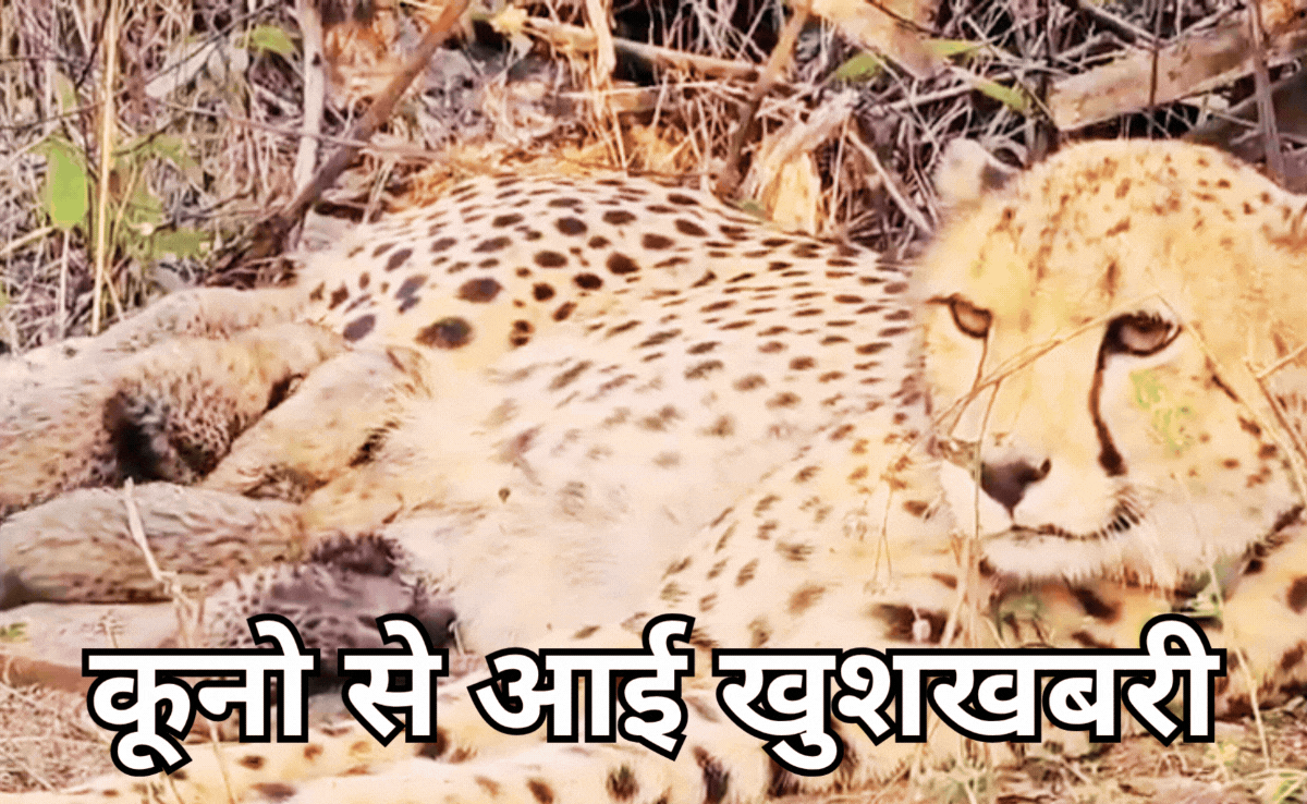 कूनो में गूंजी किलकारी, चीता मुखी ने 5 शावकों को दिया जन्म, सीएम बोले- चीता प्रोजेक्ट के लिए ऐतिहासिक क्षण!