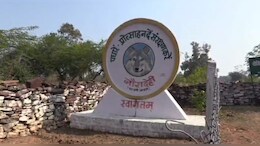 नौरादेही टाइगर रिजर्व में छोड़े गए 153 काले हिरण, मिला अपना पुराना आवास, वन विभाग ने बढ़ाई सुरक्षा