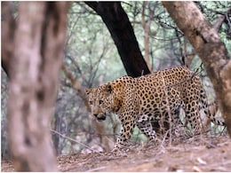 Rajasthan: बांसवाड़ा में तेंदुए ने किसान को बनाया निशाना, खेत में घुसकर किया हमला