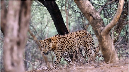 Rajasthan: बांसवाड़ा में तेंदुए ने किसान को बनाया निशाना, खेत में घुसकर किया हमला