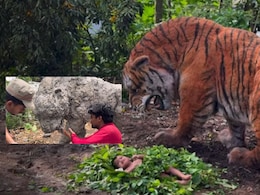 Kantara Tiger : कल्पकतेला सलाम! कचऱ्यापासून बनवलाय कांतारामधला खुँखार वाघ, 2 कोटी लोकांनी पाहिला 'हा' VIDEO