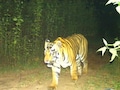Tiger Movement: भोपाल में टाइगर का मूवमेंट, 5 गाय और भैंसों का बनाया शिकार, दहशत में 7 गांव