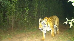 Tiger Movement: भोपाल में टाइगर का मूवमेंट, 5 गाय और भैंसों का बनाया शिकार, दहशत में 7 गांव