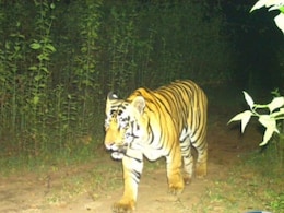 बारनवापारा अभ्यारण्य में सैलानियों के चेहरे पर लौटी खुशी, जंगल में आए नए मेहमान की दहाड़ ने तोड़ी खामोशी