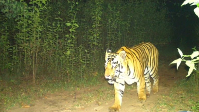 बारनवापारा अभ्यारण्य में सैलानियों के चेहरे पर लौटी खुशी, जंगल में आए नए मेहमान की दहाड़ ने तोड़ी खामोशी
