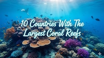 10 Countries With The Largest Coral Reefs And How To Plan A Trip