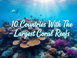 10 Countries With The Largest Coral Reefs And How To Plan A Trip