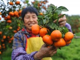 सर्दियों का सुपरफ्रूट होता है संतरा, रोज़ एक खाने से मुंह, गले और पेट के कैंसर की समस्या दूर   