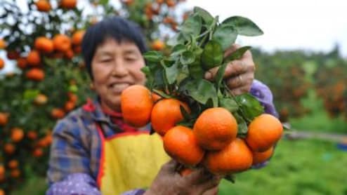 सर्दियों का सुपरफ्रूट होता है संतरा, रोज़ एक खाने से मुंह, गले और पेट के कैंसर की समस्या दूर &nbsp;&nbsp;