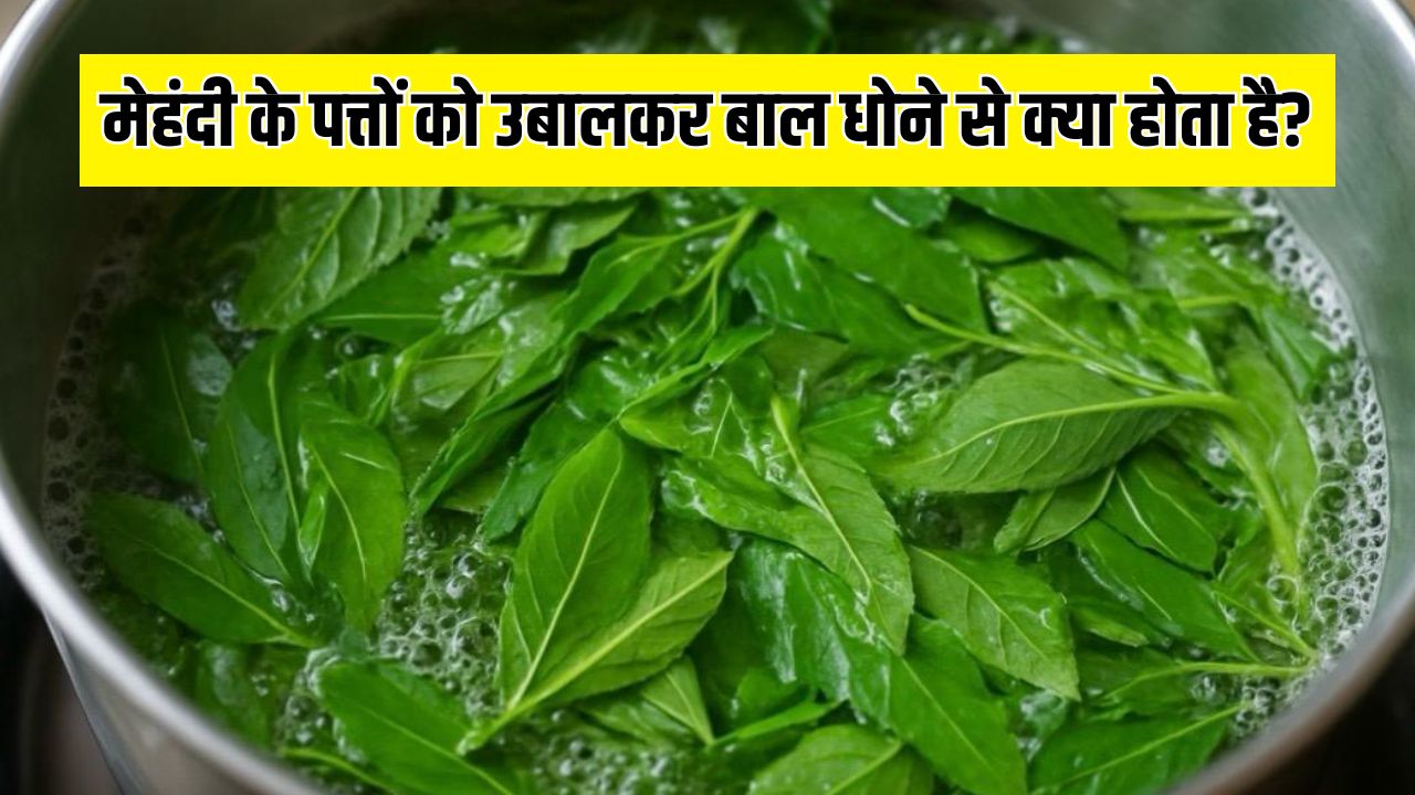 मेहंदी के पत्तों को उबालकर बाल धोने से क्या होता है? न्यूट्रिशनिस्ट ने बताए मेहंदी के पत्तों के फायदे