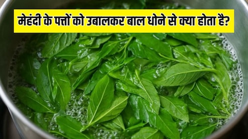 मेहंदी के पत्तों को उबालकर बाल धोने से क्या होता है? न्यूट्रिशनिस्ट ने बताए मेहंदी के पत्तों के फायदे