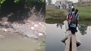 मगरमच्छों का खतरा! जान जोखिम में डाल नदी पार कर रहे स्कूली बच्चे, खंभों से बनाया जुगाड़ का पुल