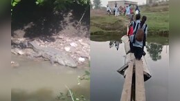 मगरमच्छों का खतरा! जान जोखिम में डाल नदी पार कर रहे स्कूली बच्चे, खंभों से बनाया जुगाड़ का पुल
