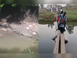 मगरमच्छों का खतरा! जान जोखिम में डाल नदी पार कर रहे स्कूली बच्चे, खंभों से बनाया जुगाड़ का पुल