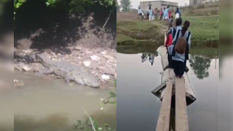 मगरमच्छों का खतरा! जान जोखिम में डाल नदी पार कर रहे स्कूली बच्चे, खंभों से बनाया जुगाड़ का पुल
