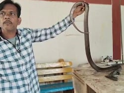 80 Stitches, 2-Hour Surgery: How Madhya Pradesh Doctors Saved Injured Cobra