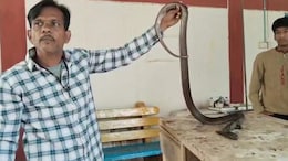 80 Stitches, 2-Hour Surgery: How Madhya Pradesh Doctors Saved Injured Cobra